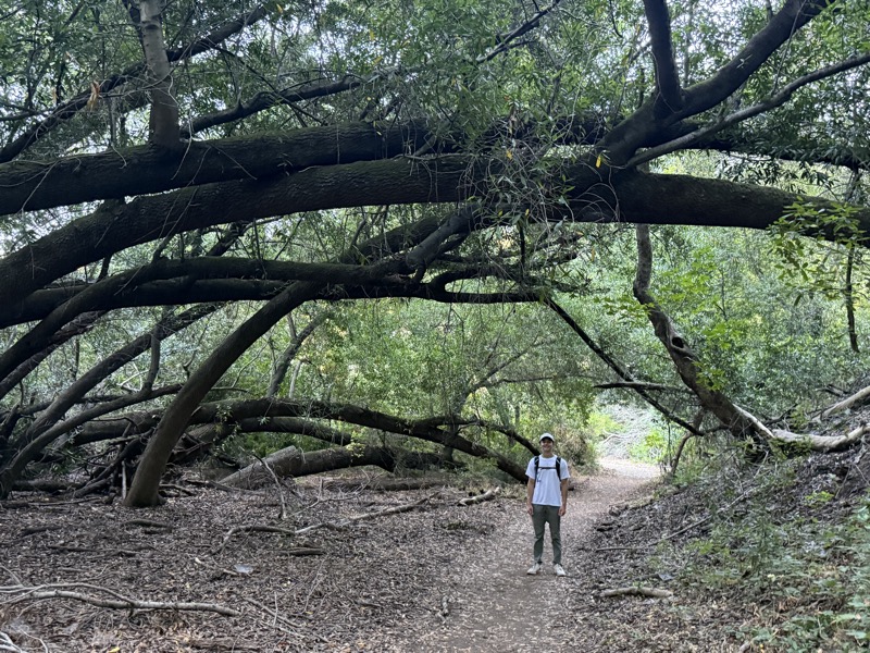 Cool trees